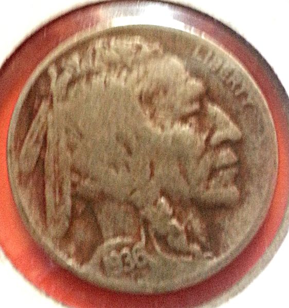 Possible-3-1/2-Legged-Buffalo?